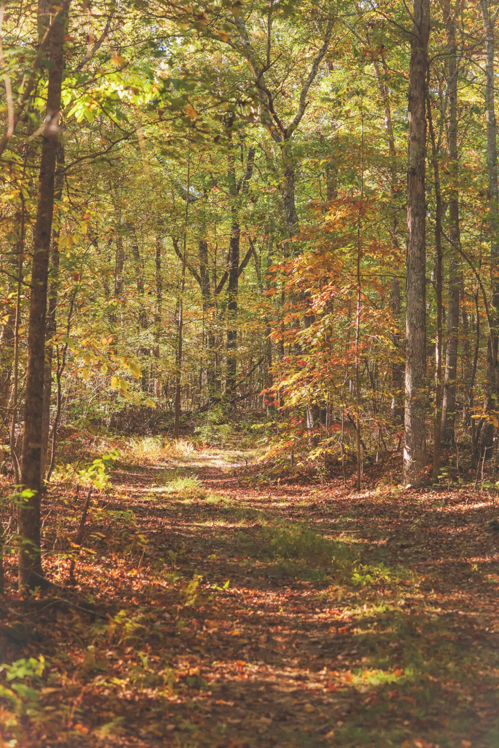 1047 Nelson Harrison Road Evensville, TN 37332