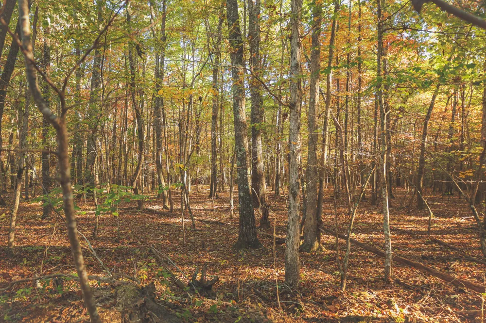 1047 Nelson Harrison Road Evensville, TN 37332