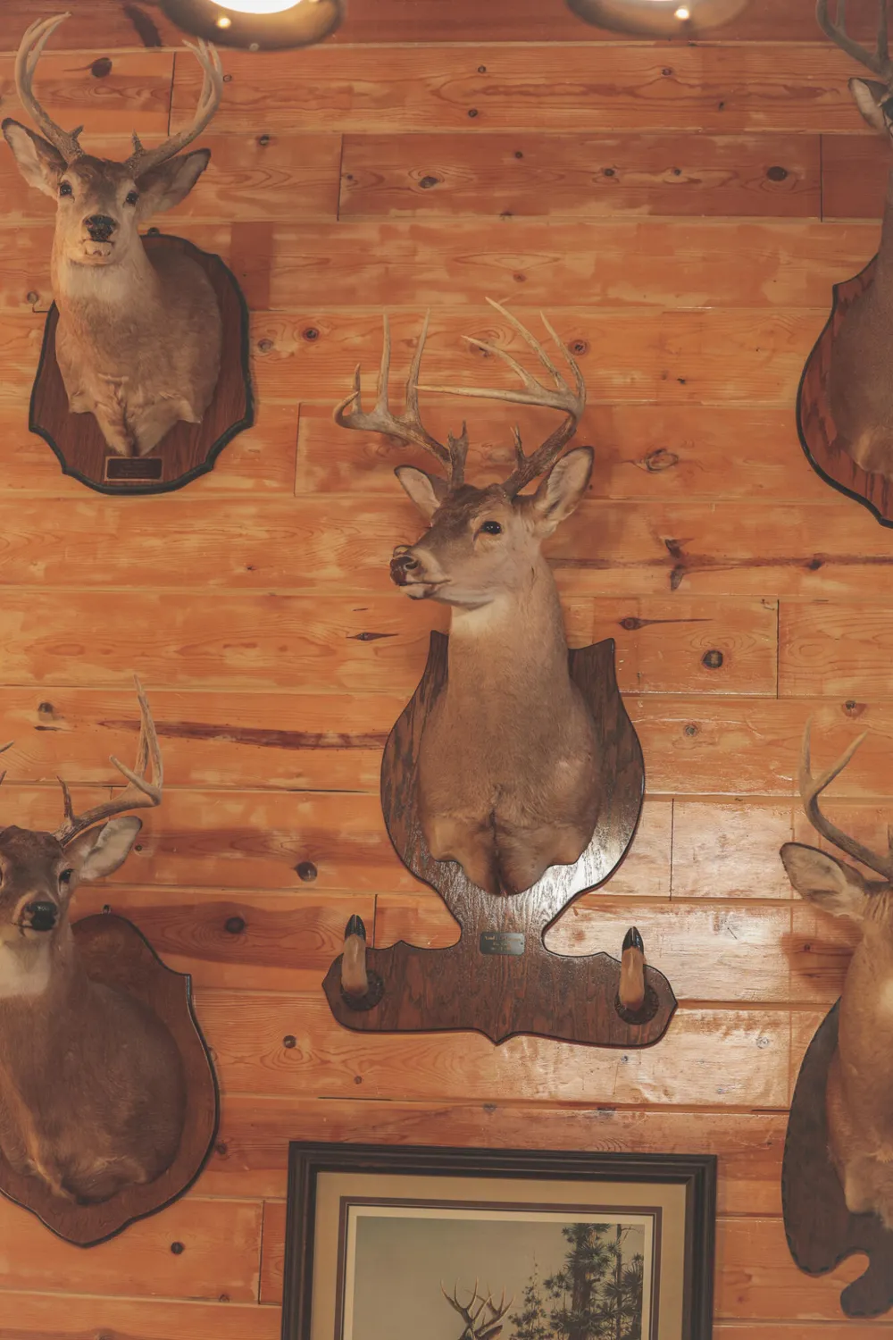 1047 Nelson Harrison Road Evensville, TN 37332