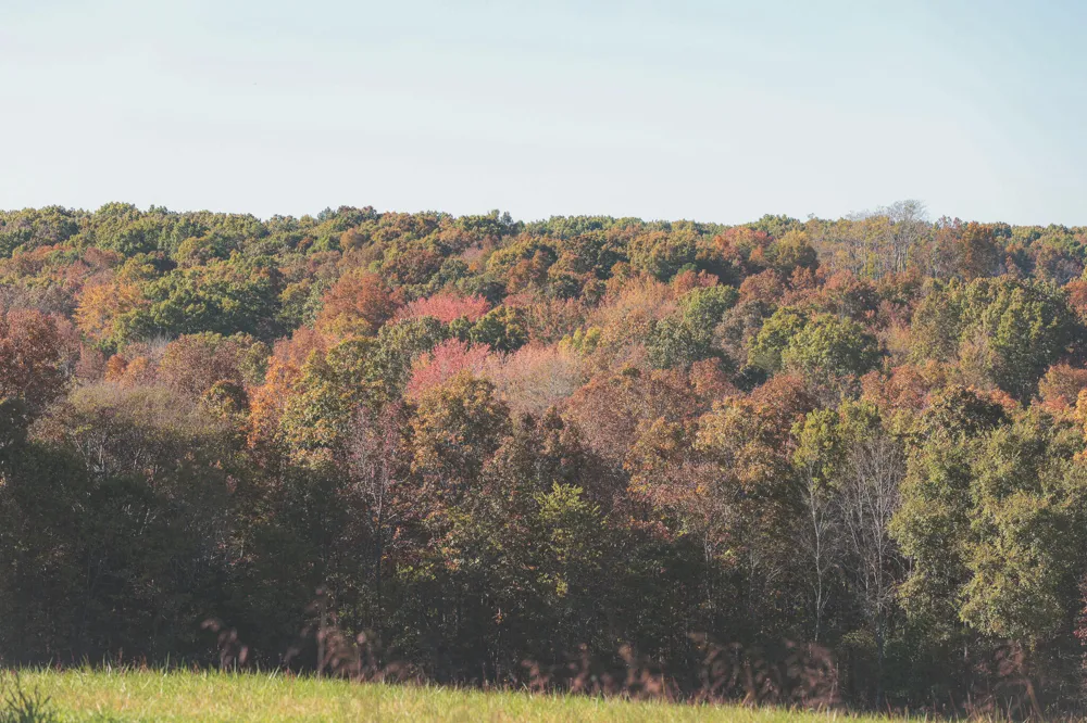 1047 Nelson Harrison Road Evensville, TN 37332