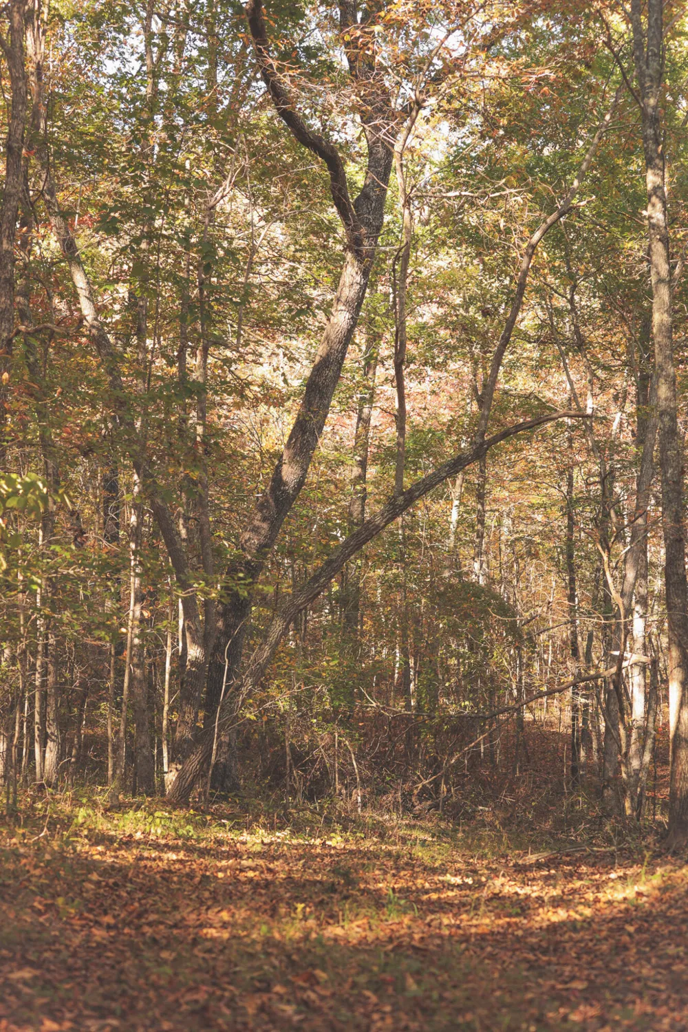 1047 Nelson Harrison Road Evensville, TN 37332
