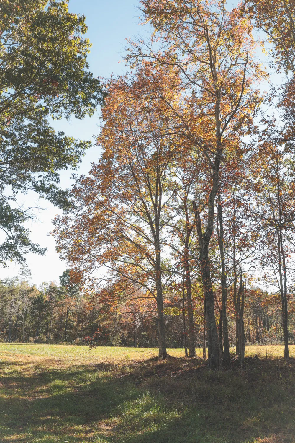 1047 Nelson Harrison Road Evensville, TN 37332