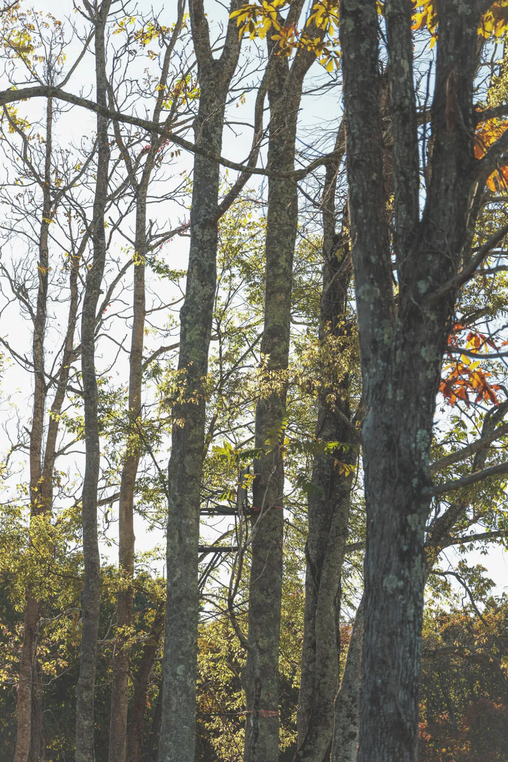 1047 Nelson Harrison Road Evensville, TN 37332