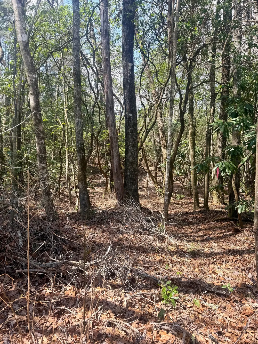 TBD Minerva Sapphire, NC 28774