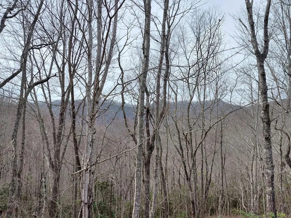 Houndog Trail Bryson City, NC 28713