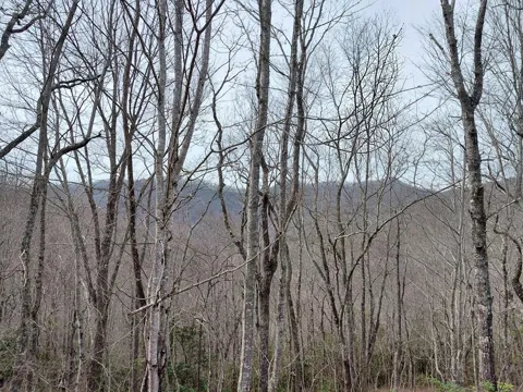 Houndog Trail
