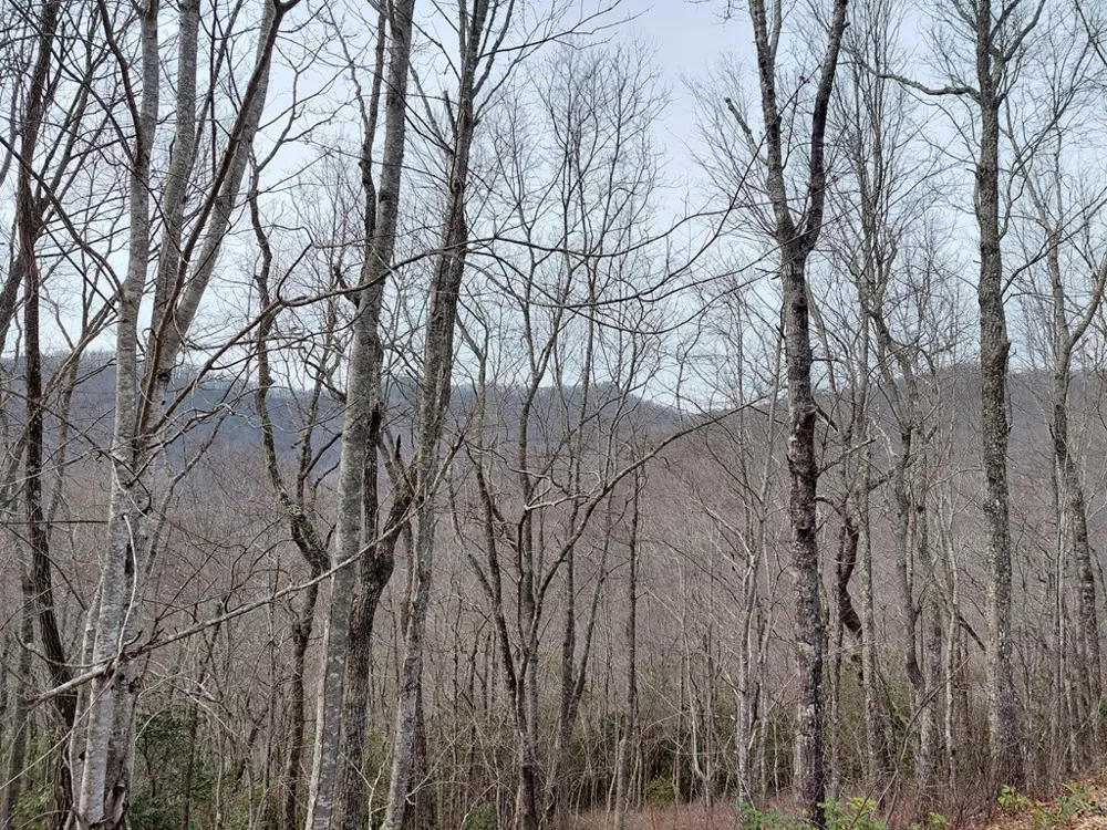Houndog Trail Bryson City, NC 28713