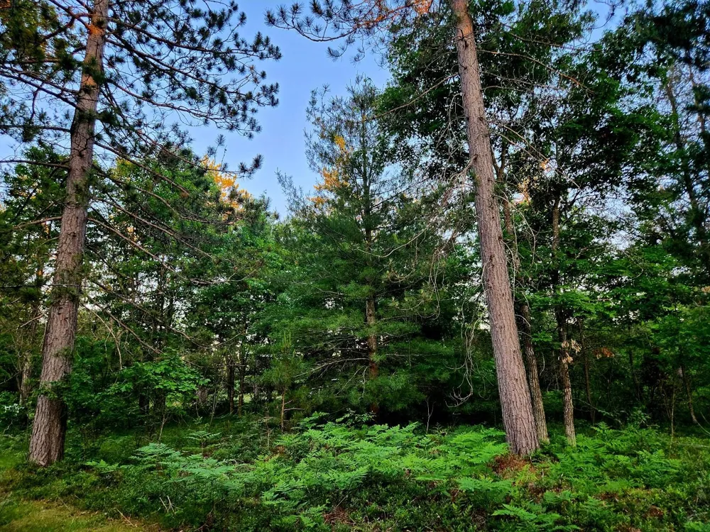 2498 W Five Mile Road Beaver Creek Township, MI 49738