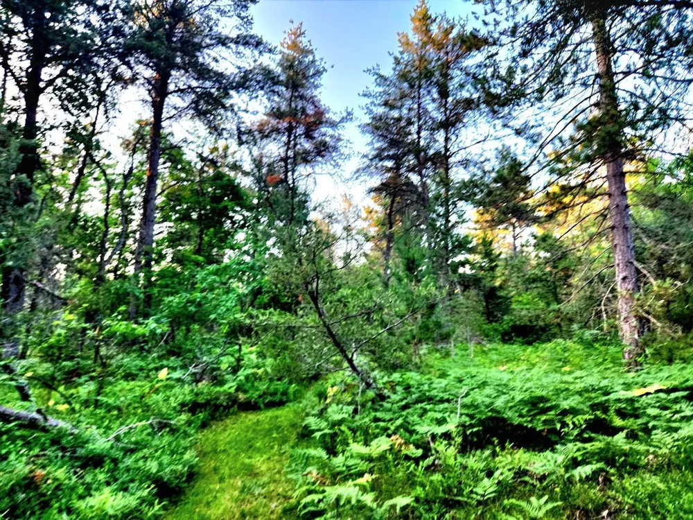 2498 W Five Mile Road Beaver Creek Township, MI 49738