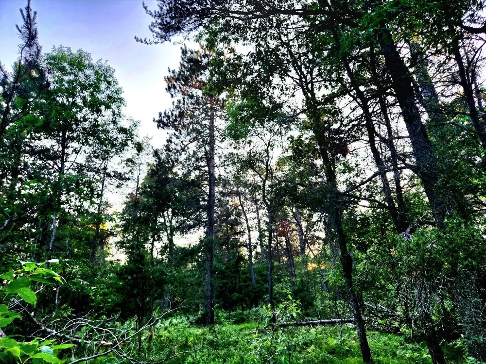 2498 W Five Mile Road Beaver Creek Township, MI 49738