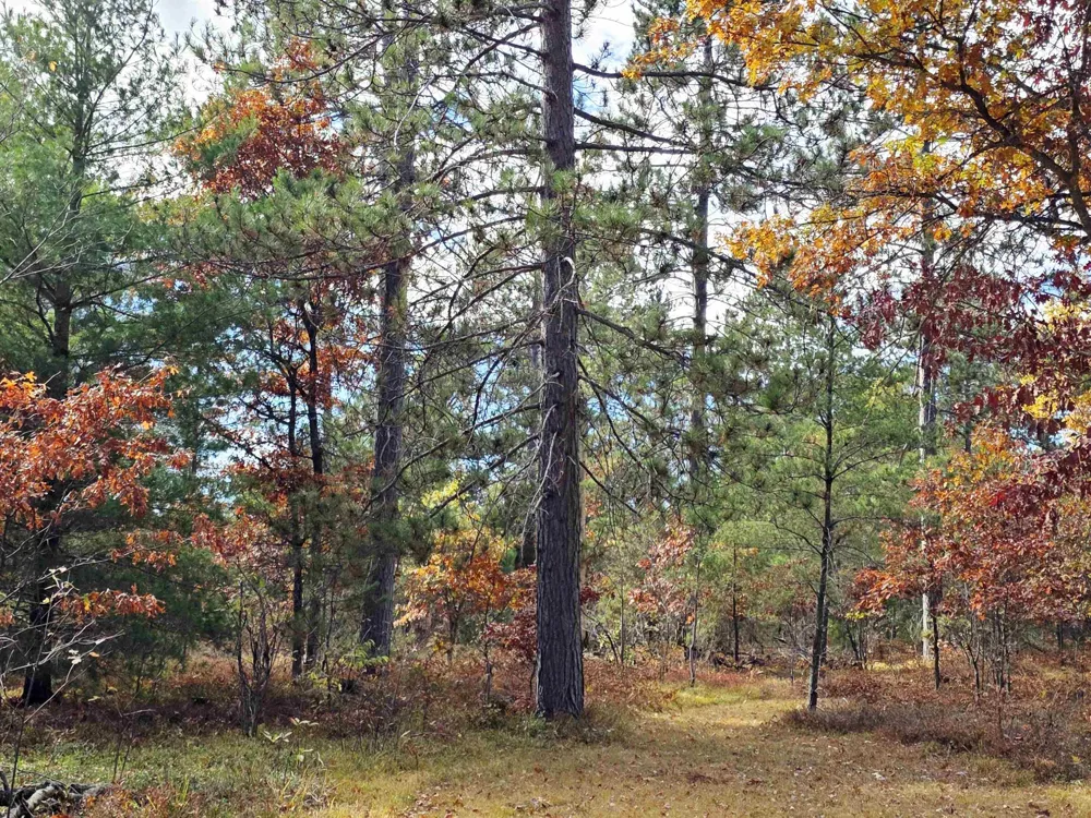 2498 W Five Mile Road Beaver Creek Township, MI 49738