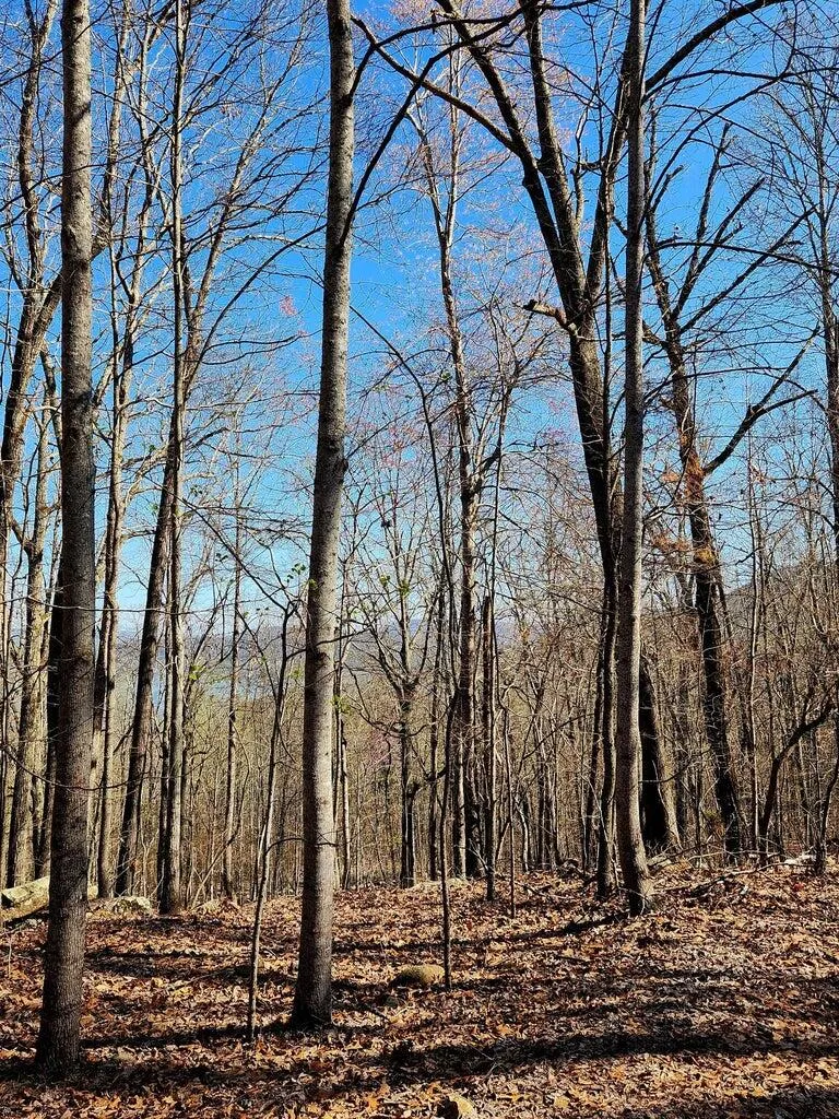Scenic Drive South Pittsburg, TN 37380