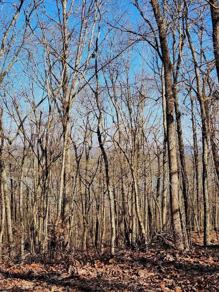 Scenic Drive South Pittsburg, TN 37380