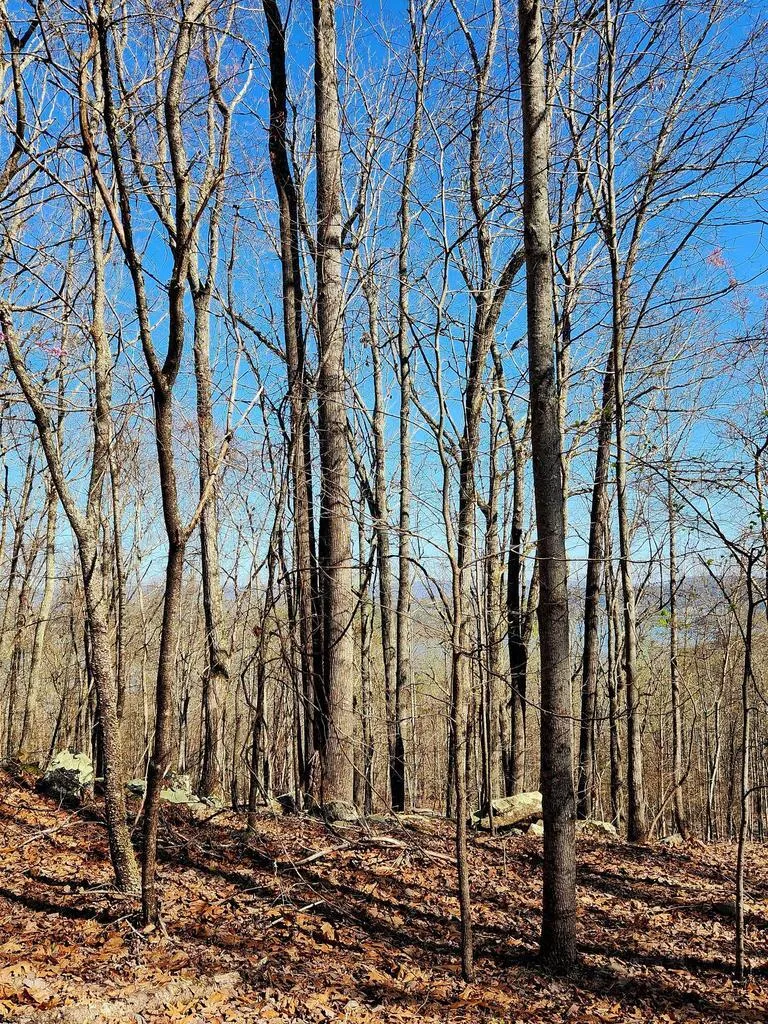 Scenic Drive South Pittsburg, TN 37380