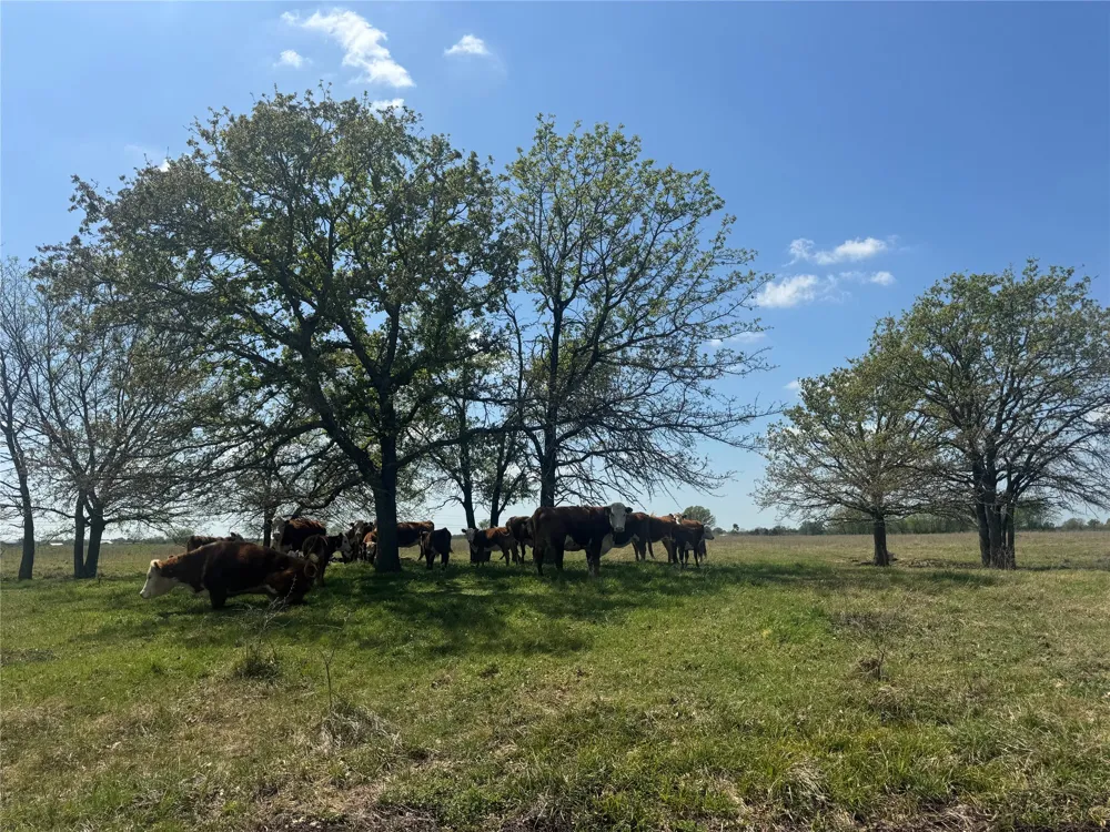 107 Hwy 37 Mount Vernon, TX 75457