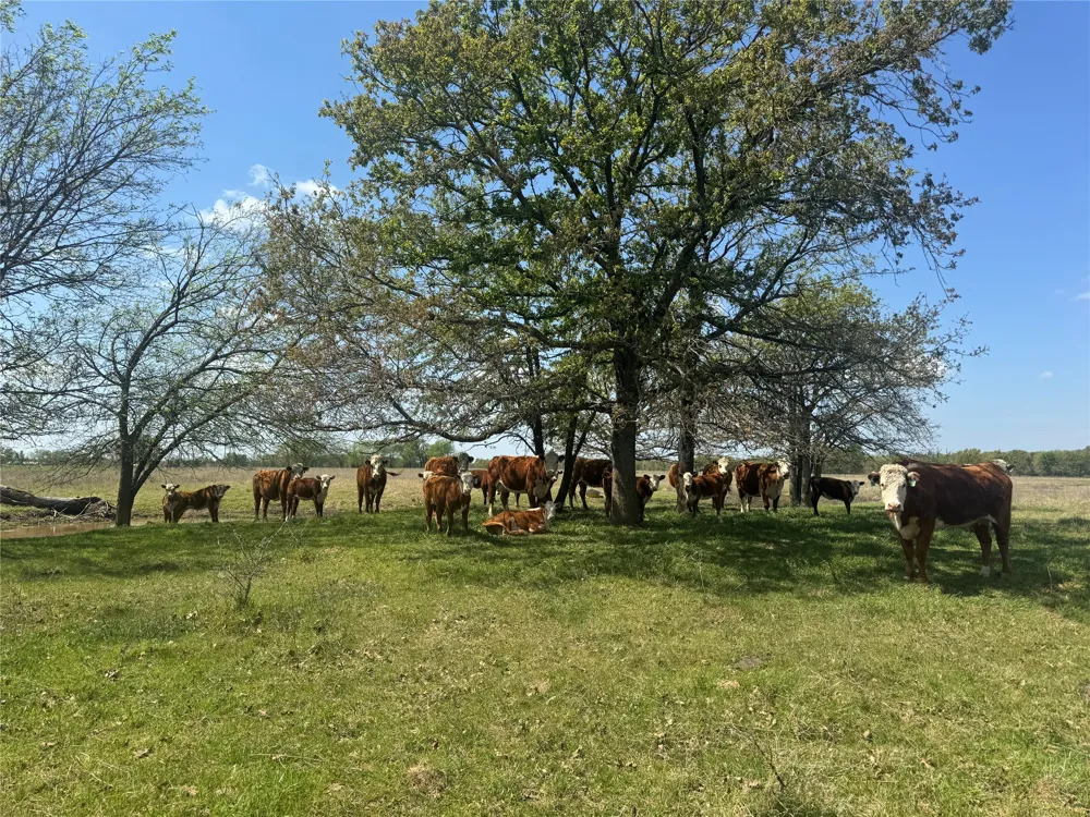 107 Hwy 37 Mount Vernon, TX 75457