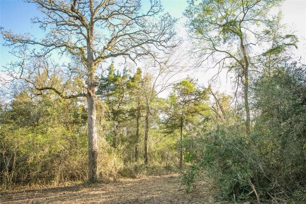 Schoenau Rd Brenham, TX 77833