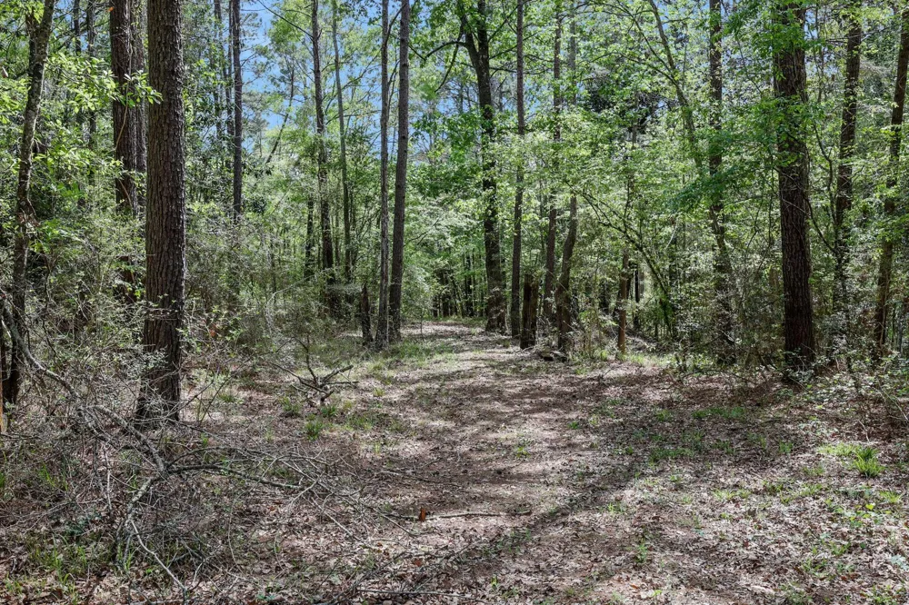 1290 Spring Ridge Road Coldspring, TX 77331