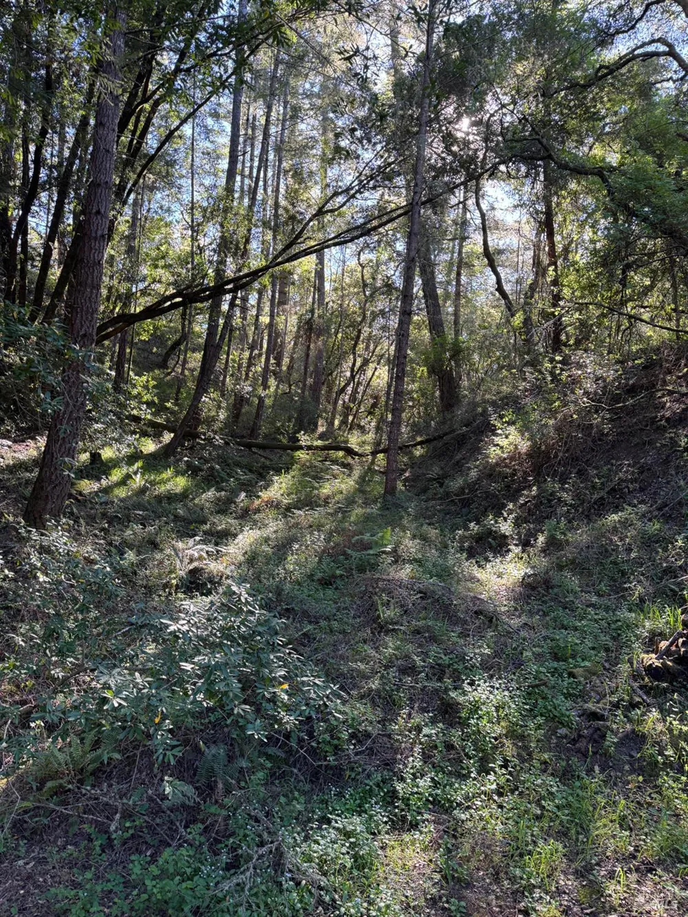 Vista Avenue Forest Knolls, CA 94933