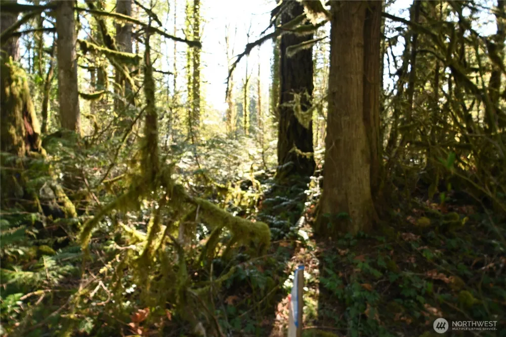 0 Old Cascade Hwy Skykomish, WA 98288