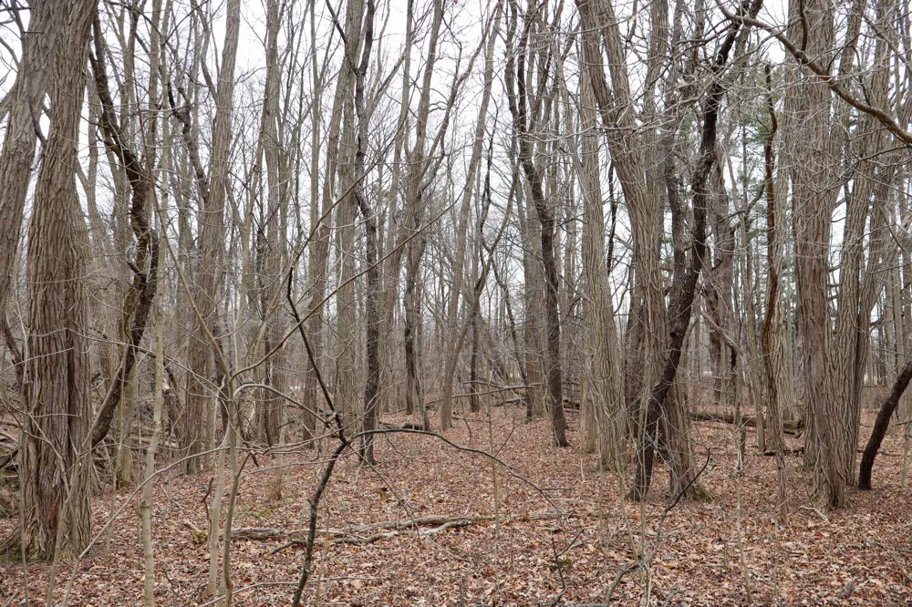 Sparling & Mayer Road #Lot- 4 Wales, MI 48027