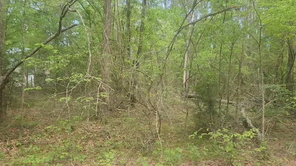 6 Thornwood Drive Plantersville, TX 77363