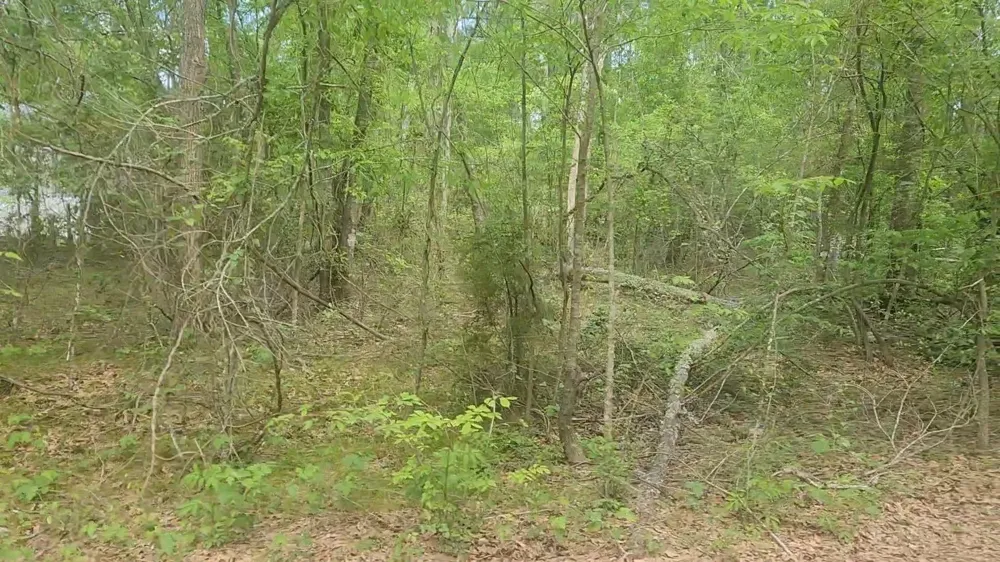 6 Thornwood Drive Plantersville, TX 77363