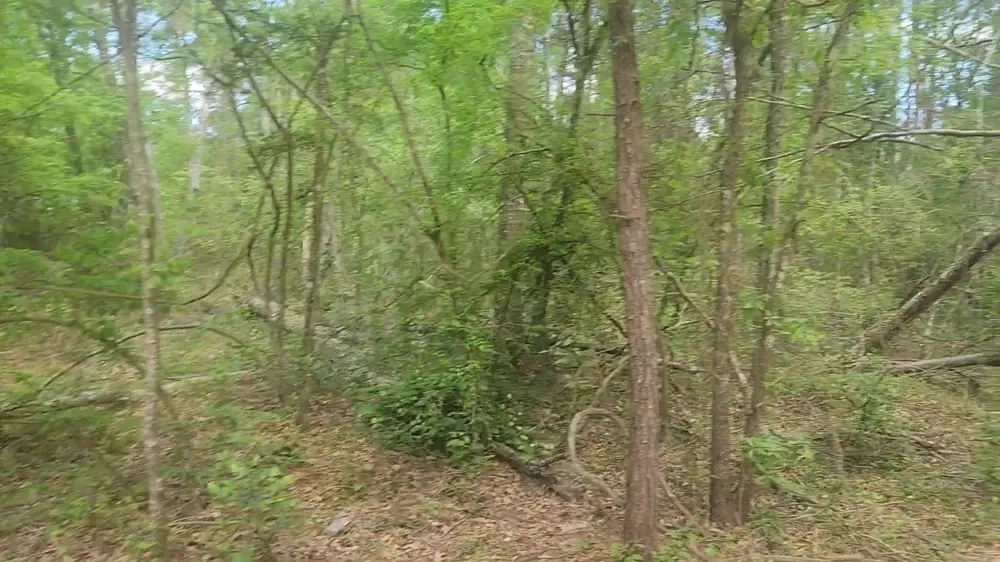 6 Thornwood Drive Plantersville, TX 77363