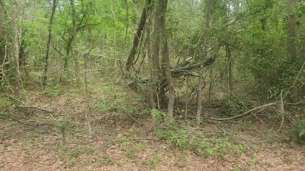 6 Thornwood Drive Plantersville, TX 77363