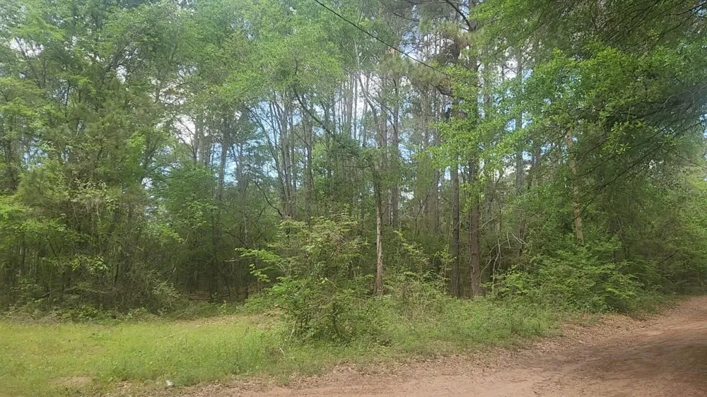 6 Thornwood Drive Plantersville, TX 77363