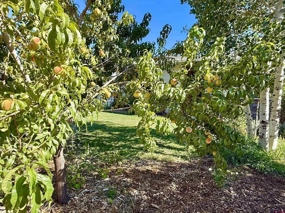 1515 2nd Street Paonia, CO 81428