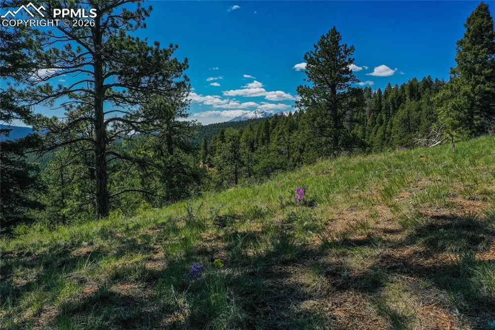 29545 Highway 67 Woodland Park, CO 80863