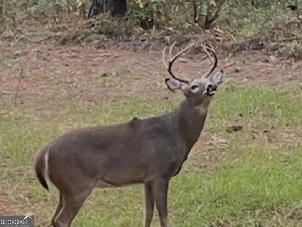 3312 Hunts Chapel RD Sparta, GA 31087