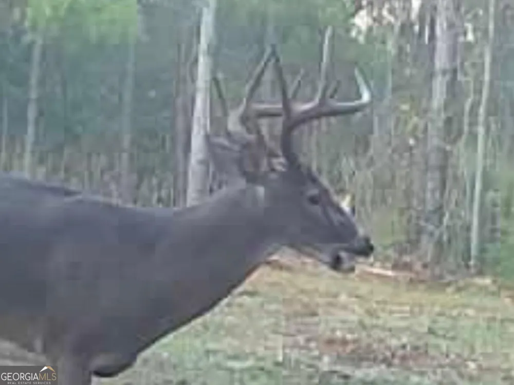 3312 Hunts Chapel RD Sparta, GA 31087