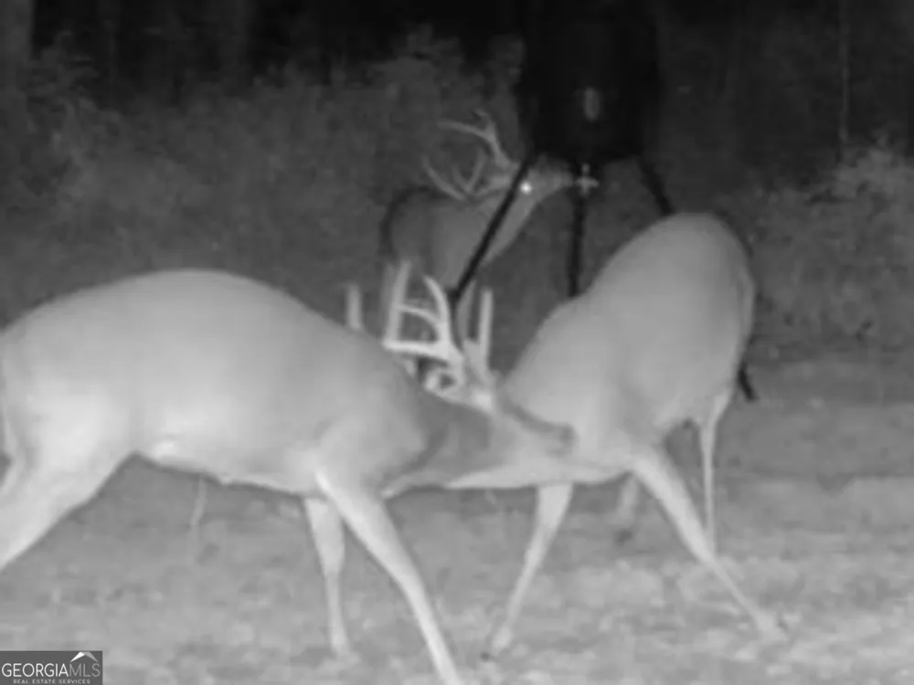 3312 Hunts Chapel RD Sparta, GA 31087