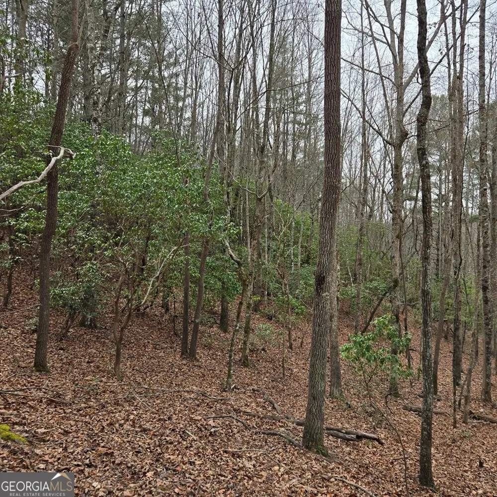 8.5 Blue Berry RDG Morganton, GA 30560