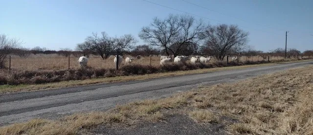 6267 County Road 523 Skidmore, TX 78389