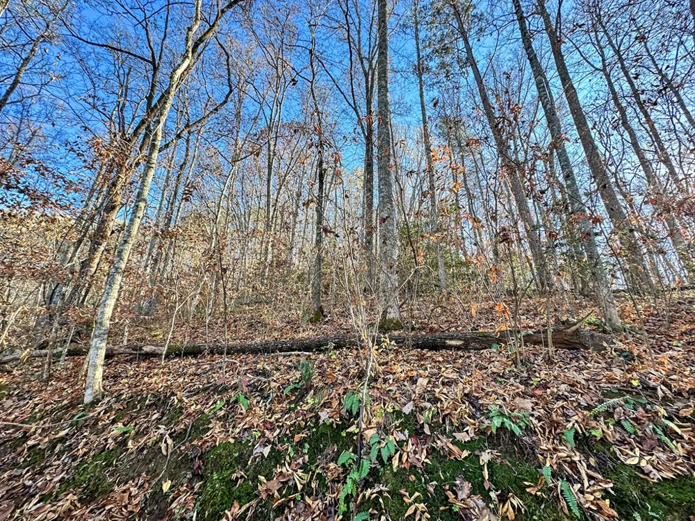 Blue Mist Mountain Rd Whittier, NC 28789