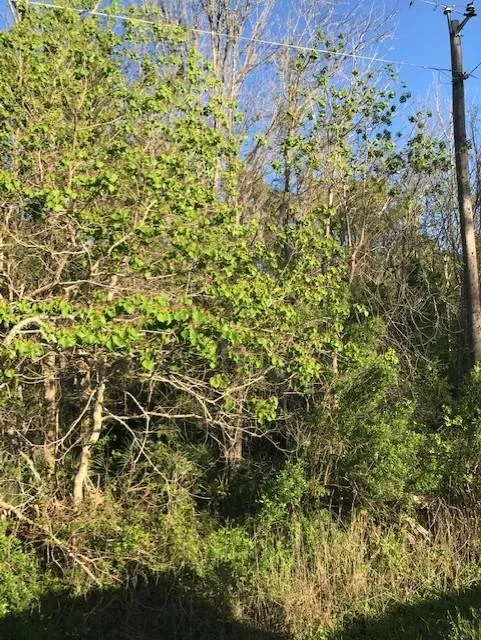E Live Oak Road Van Vleck, TX 77482
