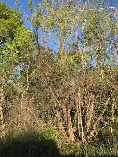 E Live Oak Road Van Vleck, TX 77482