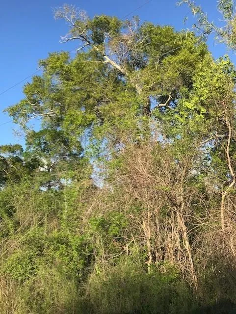 E Live Oak Road Van Vleck, TX 77482