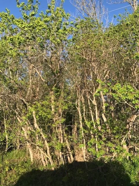E Live Oak Road Van Vleck, TX 77482