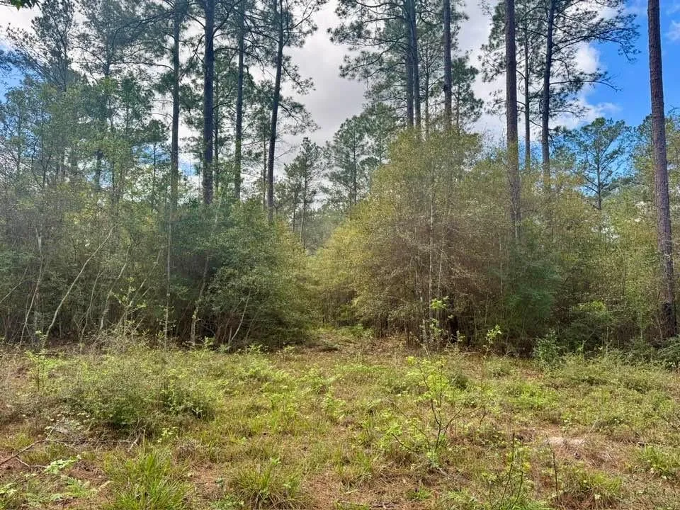 281 Lakeland Ranch Drive Hillister, TX 77624