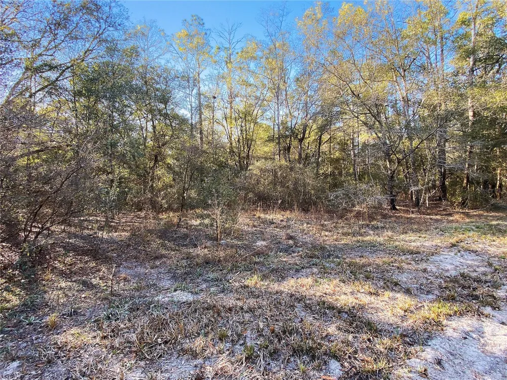 SW BUFFALO CT Fort White, FL 32038