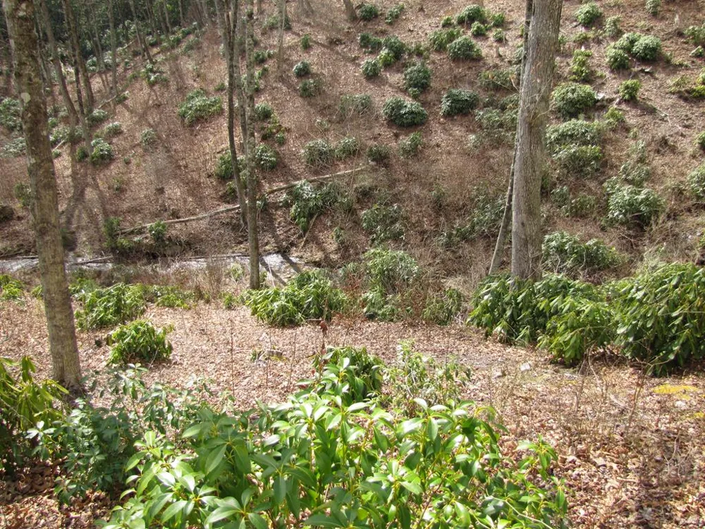 Robinson Creek Rd Glenville, NC 28736