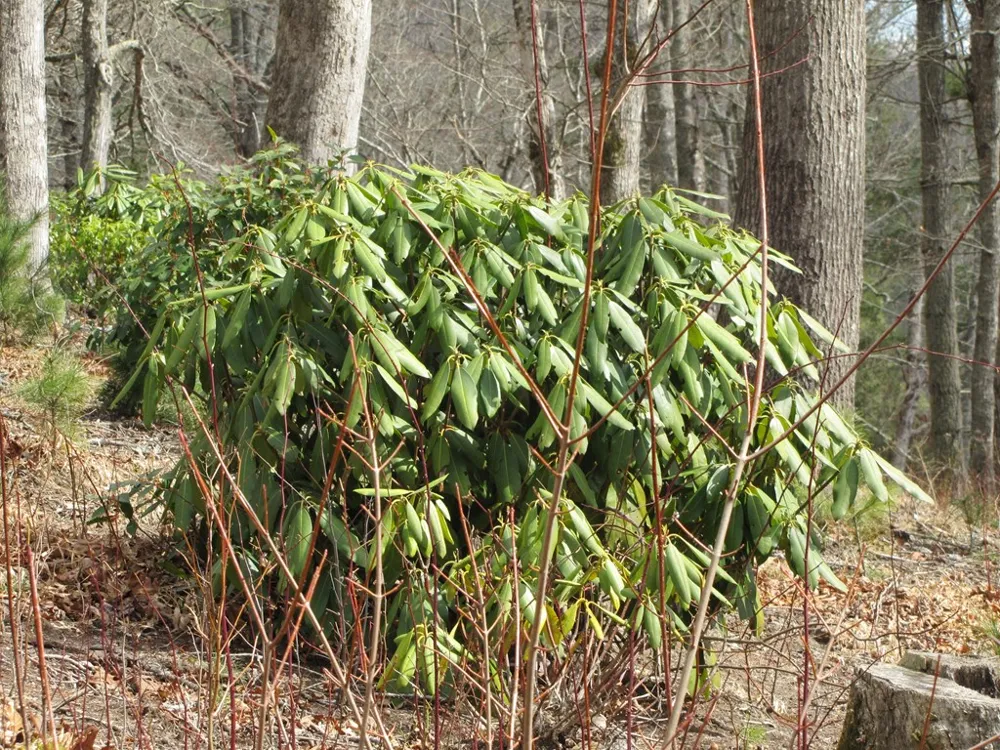 Robinson Creek Rd Glenville, NC 28736
