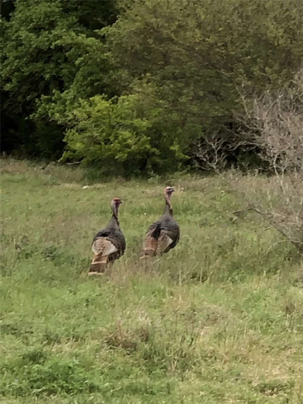Quail Run Drive San Marcos, TX 78666