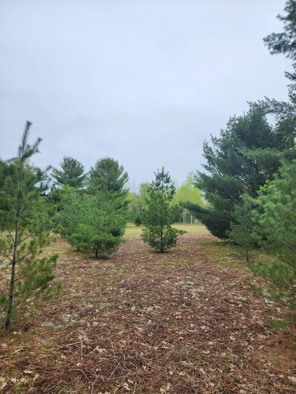 Hall Creek Road Interlochen, MI 49643