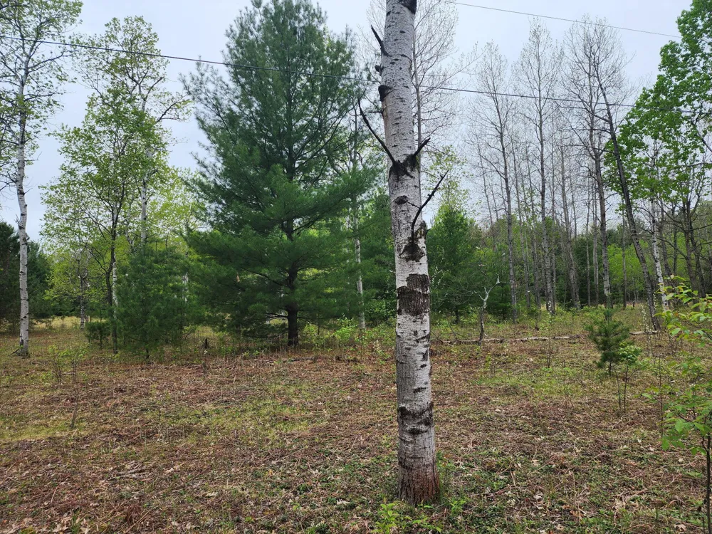 Hall Creek Road Interlochen, MI 49643