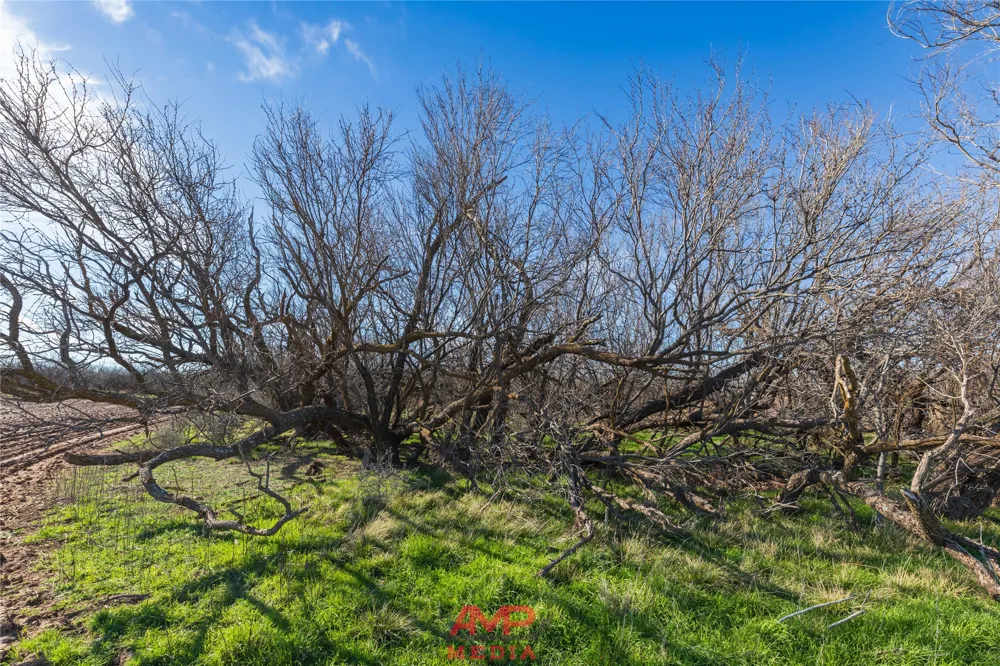 County Road 260 Avoca, TX 79503